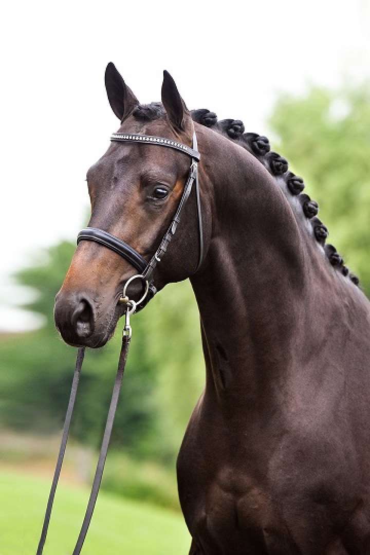 For Gribaldi Stallion